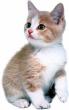 kitten