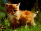 kitten
