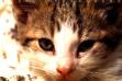 kitten